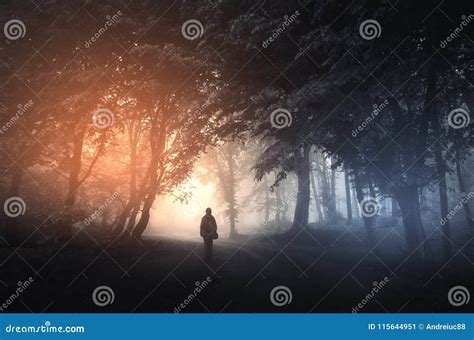 Surreal Forest With Fog And Green Foliage Royalty Free Stock Image