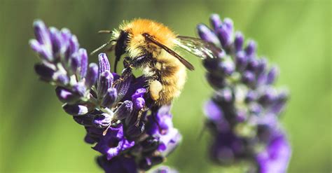 Eight Bee Friendly Plants For Your Garden Smartgardener Blog
