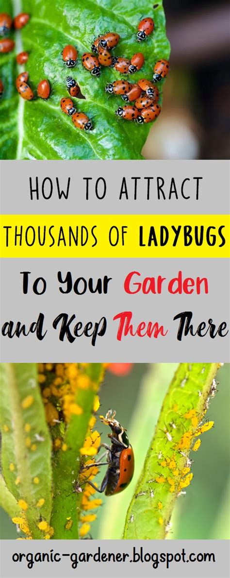 We did not find results for: How To Attract Thousands of Ladybugs to your Garden and ...