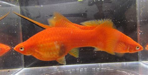 Orange Swordtails Swordtail Live Fish Ebay