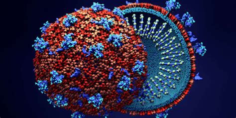 El Coronavirus Y El Cáncer Secuestran Las Mismas Partes En Las Células