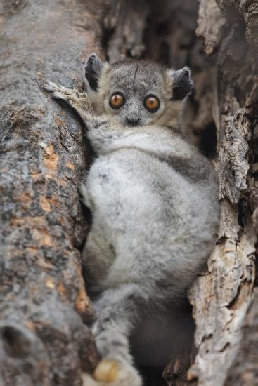Madagascar Berenty Reserve White Footed Sportive Lemur Hiding In The