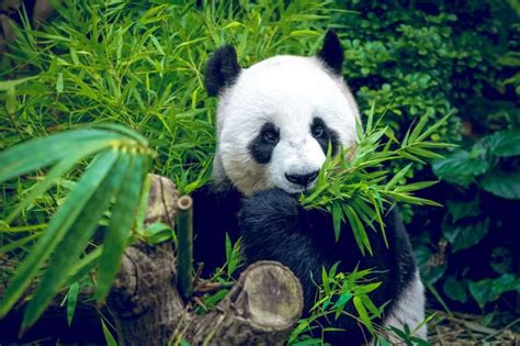 Giant Pandas Are A Tightly Controlled Chinese Monopoly Times