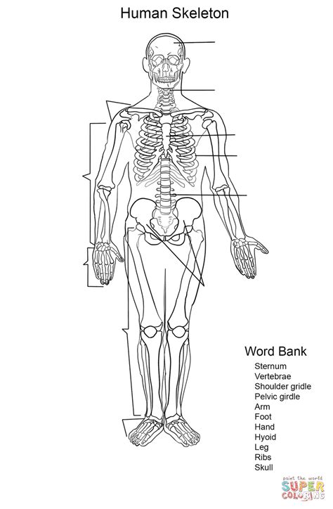 Gambar Human Skeleton Worksheet Coloring Page Free Printable Pages