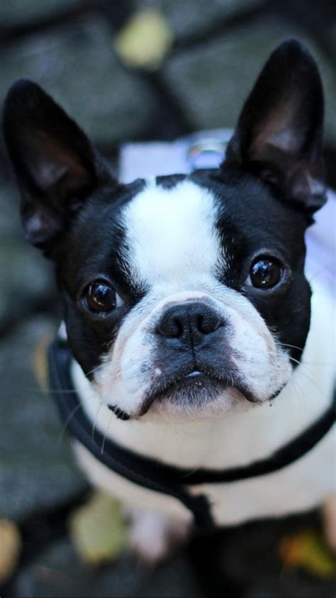 Multiple sizes available for all screen sizes. Boston Terrier iPhone Wallpapers - Wallpaper Cave