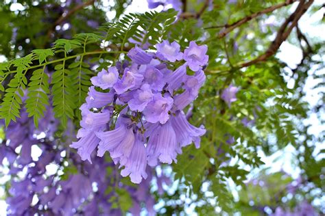 Jacarandas Violet Garden Flowers Australia Beautiful