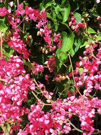 Flower delivery san antonio texas usa floral elegance arthur pfeil florist & greenhouse flowers by grace allens flowers gifts & ghscs flower forrest florist, Find Plant, Flower, Tree, Shrub, Perennial, Annual, Texas ...