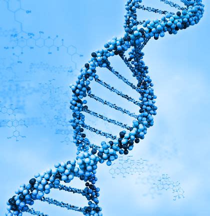 A punnett square is a tool used in mendelian inheritance to show the possible genotypes that are formed when a male and female gamate unite. Punnett's Square: Medical School Genetics Course Lacking