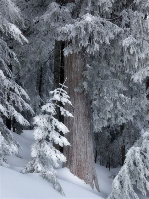17 Best Images About Shes My Knotty Pine On Pinterest Trees Winter