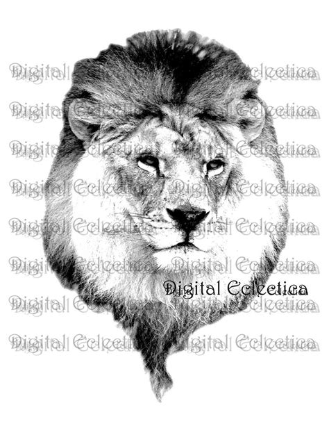 Male Lion Drawing At Explore Collection Of Male