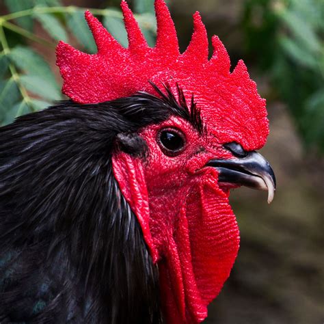 15 Best Rooster Types And 3 Bantam Roosters Sustainable Flock