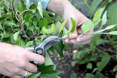 Pruning How To Prune Plants Trimming Tree And Houseplants Naturebring