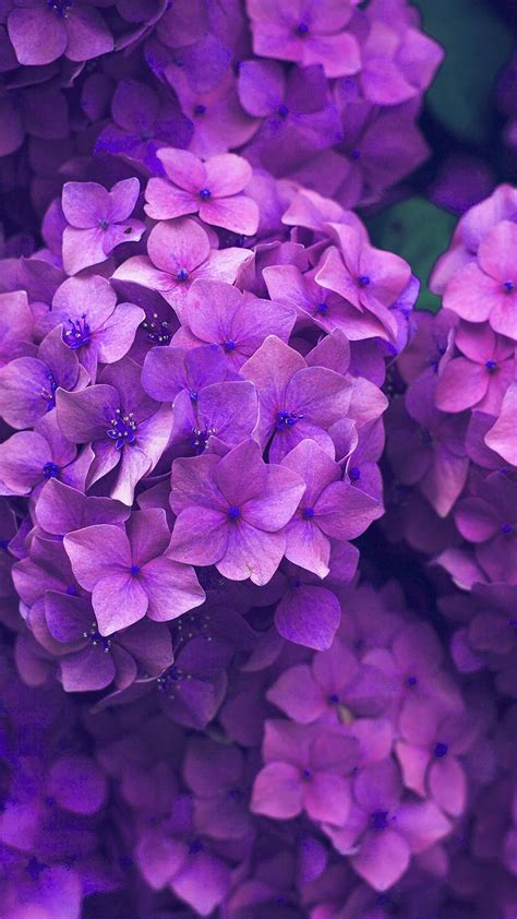 Beautifull Purple Flowers Wallpaper Spring Desktop Wallpaper Purple