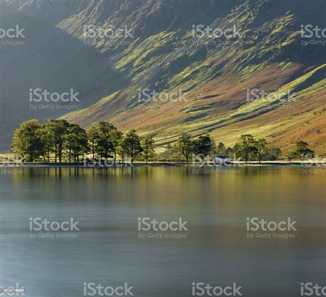 Pine Trees Along Lakeshore At Buttermere Stock Photo Download Image