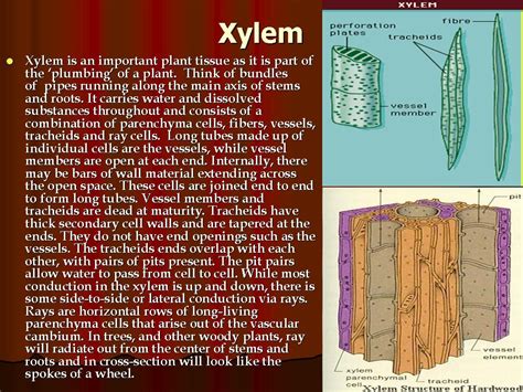 Complex Tissues Xylemphloem The Saifs World