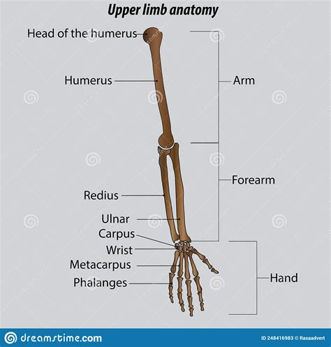 Arm Forearm And Hand Bones Isolated Vector Illustration Drawing Hand