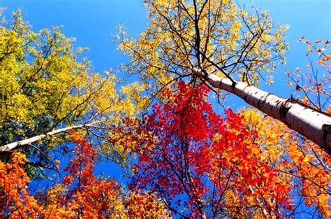 Guide To Fall Colors Being Good At Being Poor
