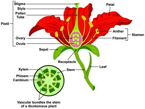Flower Parts And Functions Dyna Gro