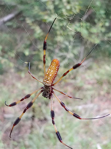 Got A Great Picture Of A Huge Male Orb Weaver Clark Creek Mississippi