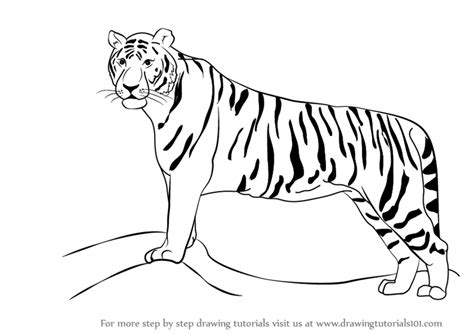 How To Draw A Tiger Zoo Animals Step By Step