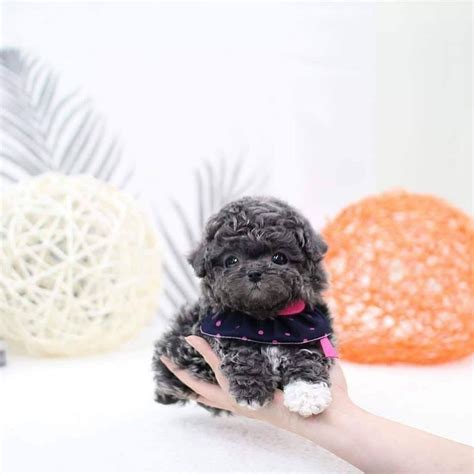 Black Teacup Poodle In 2021 Miniature Poodle Puppy Poodle Puppy