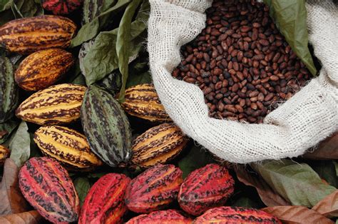 Kakao Proces Jego Produkcji Wcale Nie Jest łatwy Dobre Składniki