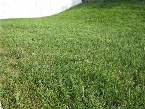 Weed Control Whats An Organic Way To Discourage Crabgrass From A