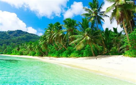 Sea Tropical Palms Mountains Beaches Beautiful Views Wallpapers