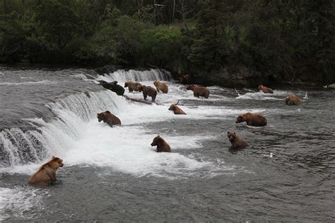 Brooks Falls Alaska Brown Bears Katmai Air