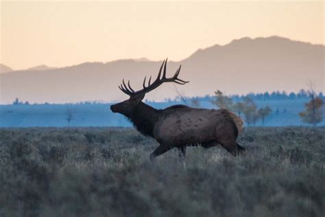 Grand Teton National Park Wildlife Spotting Jackson Hole Traveler