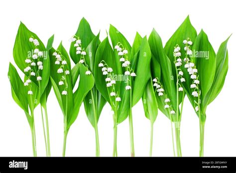 White Lily Of The Valley Flowers And Green Leaves Border On White