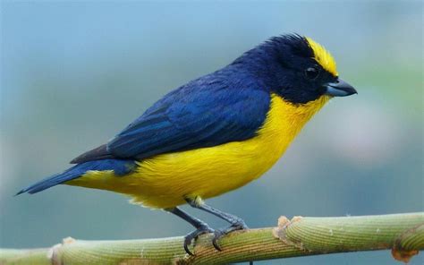 Wallpaper Birds Animals Yellow Wildlife Beak Finch Wing Fauna