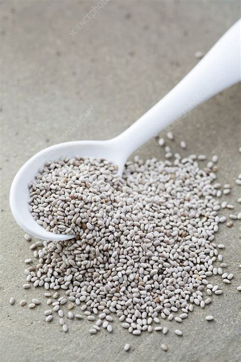 White Chia Seeds Stock Image F012 7383 Science Photo Library