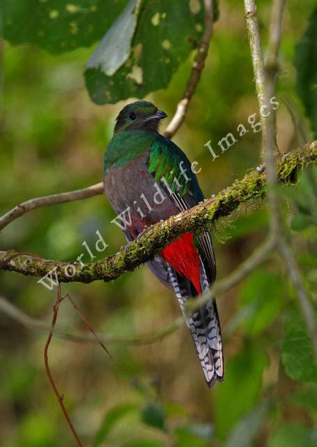 Red Green Resplendent Quetzal Is Flying In Blur Forest Background 4k Hd