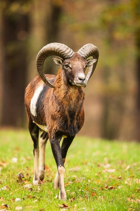 Male European Mouflon Ovis Aries Musimon Looks Very Majestic Stock