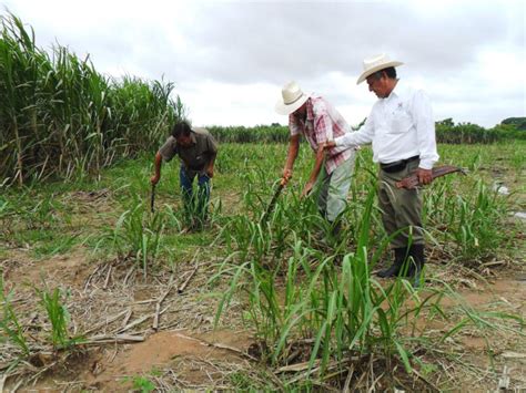 En Crisis Sector Agropecuario En Norte De Veracruz Grupo Milenio