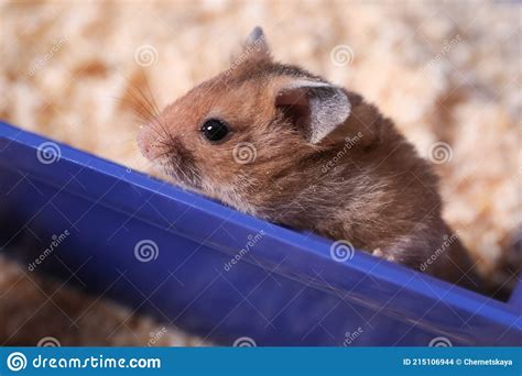 Cute Little Fluffy Hamster Playing In Cage Stock Photo Image Of