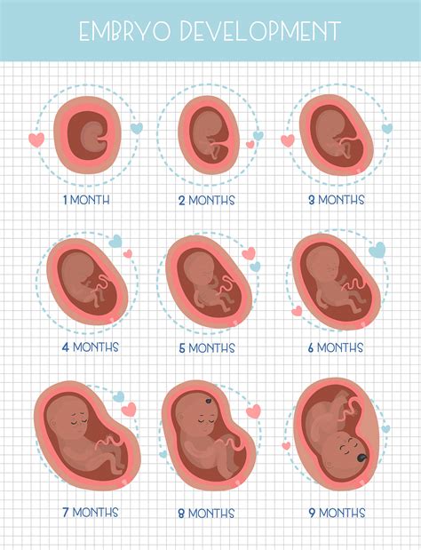 Pregnancy Stages On Behance