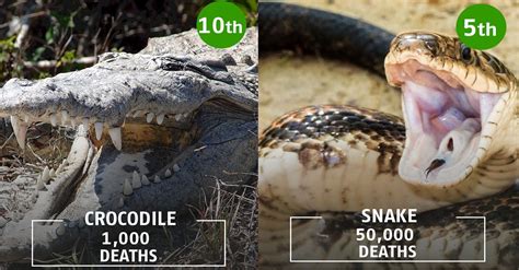 The Worlds Most Dangerous Predators Have Finally Been Ranked And Its