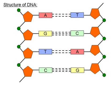 Dna is made of simple units that line up in a particular order within this large molecule. Colten's Blog: DNA structure