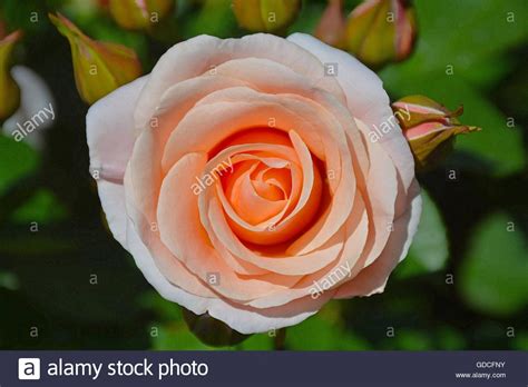 Download This Stock Image Beautiful Single Pink Rose In Full Bloom