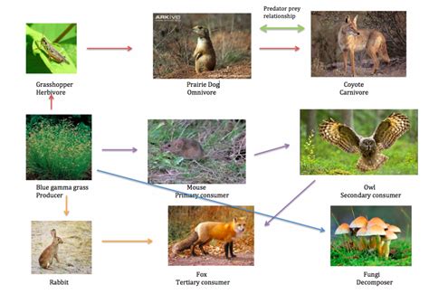 Energy is necessary for living beings to grow. Food Chain & Food Web