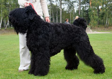 These aren't the best family dogs and can be dangerous if improperly trained. Black Russian Terrier HD Wallpapers