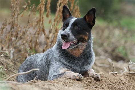pastor australiano stumpy tail razas de perros webanimalescom