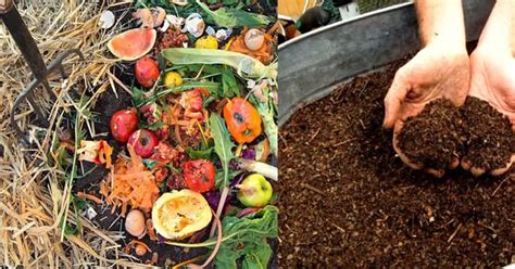 What Can You Compost A Simple Guide To Composting Plant Instructions