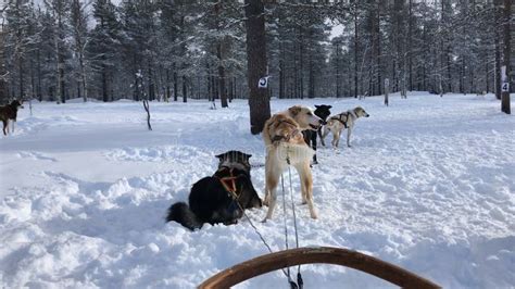 Husky Dog Sledding Tour In Rovaniemi Finland Stock Image Image Of