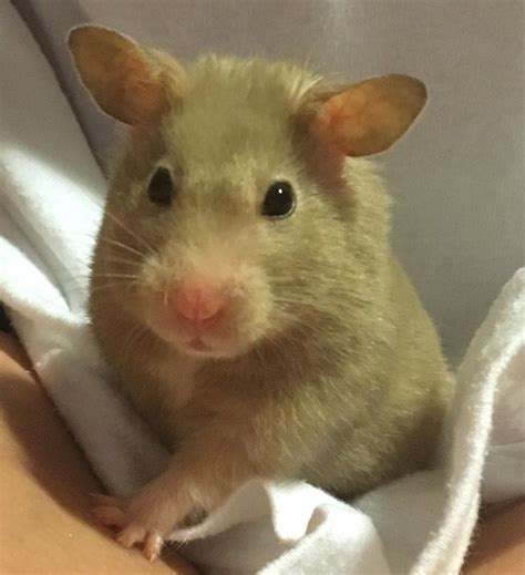 Fancy Bear Syrian Hamster 動物 ペット