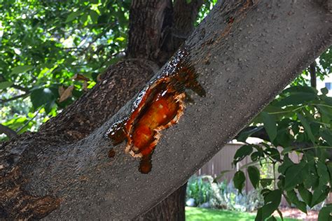 Maybe you would like to learn more about one of these? Squirrels Damaging your Trees This Year?