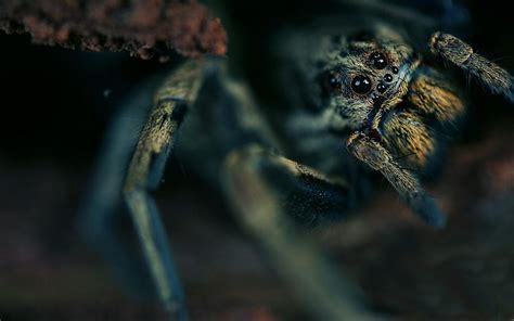 44 Moving Spider Wallpapers Wallpapersafari