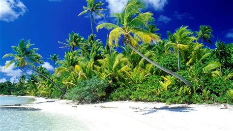 White Sandy Beach With Palms Wallpaper Backiee